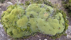 Bolax gummifera
