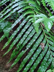 Blechnum orientale