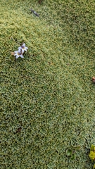 Bolax gummifera