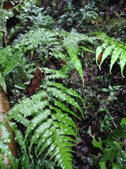 Diplazium esculentum