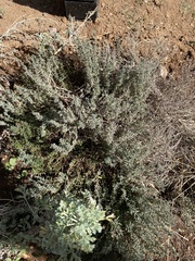 Salvia chamaedryoides