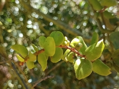 Notanthera heterophyllus