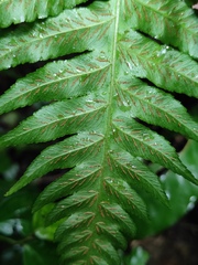 Diplazium esculentum
