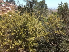 Notanthera heterophyllus