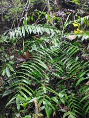 Angiopteris fokiensis