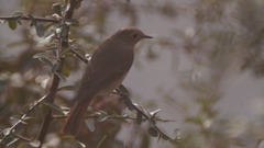 Phoenicurus