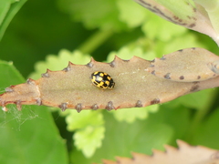 Propylea quatuordecimpunctata