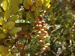 Notanthera heterophyllus