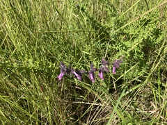Syncolostemon heterophyllus