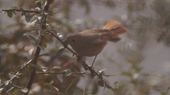 Phoenicurus
