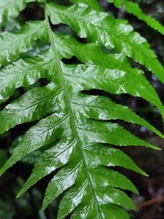 Diplazium esculentum