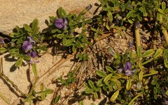Psoralea repens