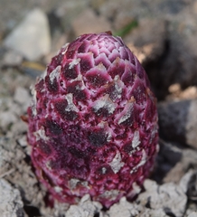 Cynomorium coccineum