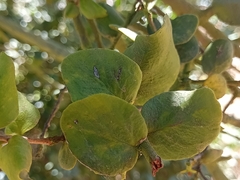 Notanthera heterophyllus