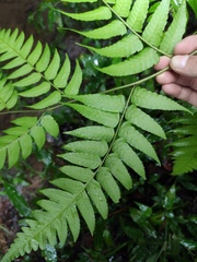 Diplazium esculentum