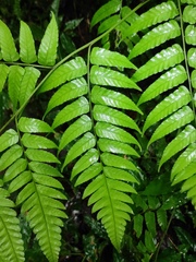 Diplazium esculentum