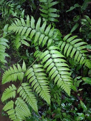 Diplazium esculentum