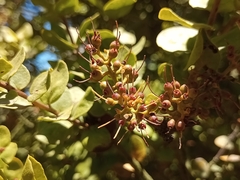 Notanthera heterophyllus