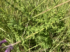 Syncolostemon heterophyllus