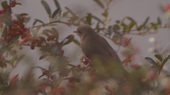 Phoenicurus