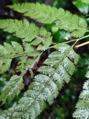 Arachniodes aristata