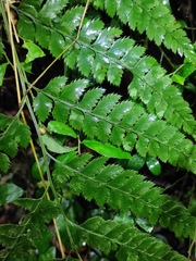 Arachniodes aristata