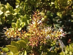 Notanthera heterophyllus