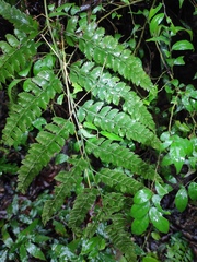 Arachniodes aristata