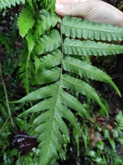 Diplazium esculentum
