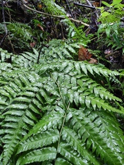 Diplazium esculentum