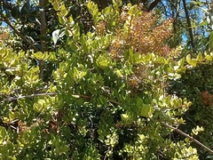 Notanthera heterophyllus