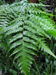 Diplazium esculentum