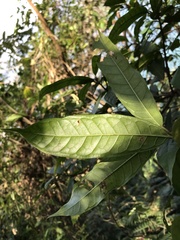Ficus nervosa