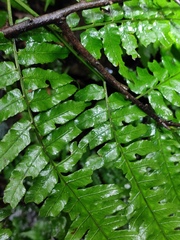 Diplazium esculentum