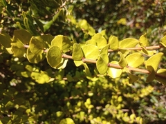 Notanthera heterophyllus