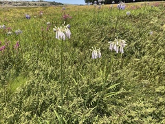 Agapanthus inapertus