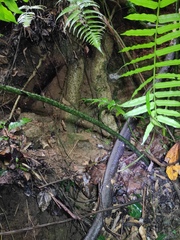 Angiopteris fokiensis