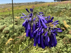 Agapanthus inapertus