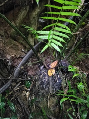 Angiopteris fokiensis