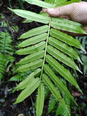 Angiopteris fokiensis