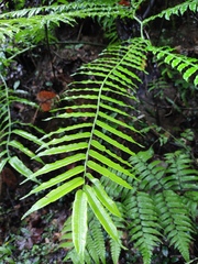 Angiopteris fokiensis