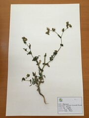 Moscharia pinnatifida