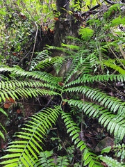 Angiopteris fokiensis