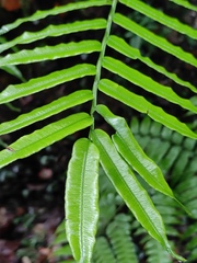 Angiopteris fokiensis