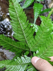 Pteris fauriei