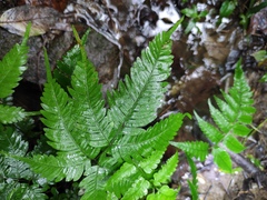 Pteris fauriei