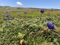 Agapanthus inapertus