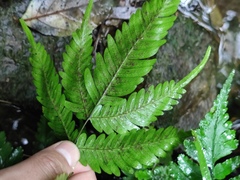 Pteris fauriei