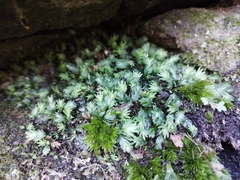 Fissidens