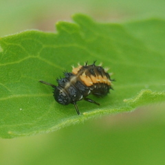 Harmonia axyridis